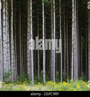 Graue Stämme von Fichten und gelbe Sommerblumen Stockfoto