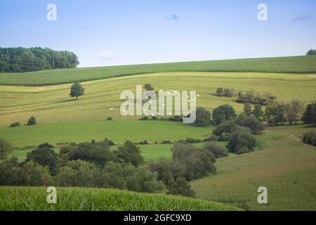 Weiße Kühe grasen auf dem grünen Feld der Region morvan in frankreich Stockfoto