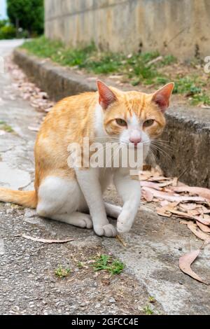 Streunende Katze auf dem Bürgersteig aus der Nähe Stockfoto
