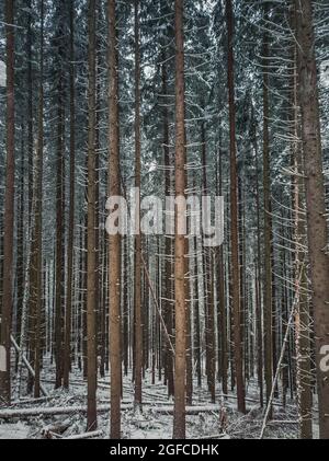 Tannenwald Stiele Textur. Hohe Kiefern Baumstämme Muster. Winter Wald abstrakter Hintergrund. Schneebedeckter Wald, saisonale Szene Stockfoto