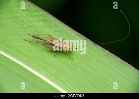 Kolumbianisches trig-Cricket-Insekt, Cyrtoxipha columbiana, auf Grasblatt, Satara, Maharashtra, Indien. Familie : Gryllidae Stockfoto