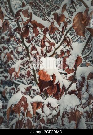 Nahaufnahme Schnee bedeckt goldene Blätter.Winter Saison Hintergrund. Gefrorene Natur, Frost auf den Ästen. Stockfoto