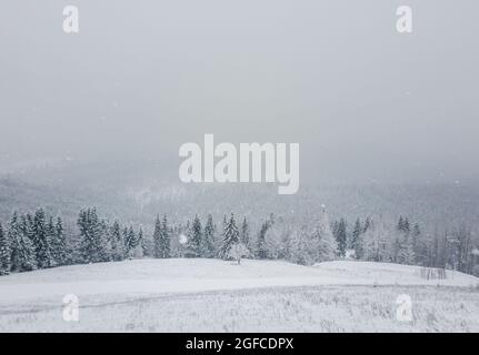 Wunderbare Winterszene mit fallendem Schnee. Skigebiet Bukovel in den ukrainischen Karpaten. Verschneiten Wald auf den Berghügeln. Nebliger Blick auf den weißen Wald,