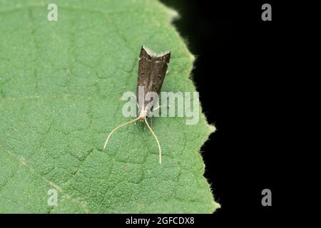 Braune Apfelmotte, Epiphyas-Arten, Satara, Maharashtra, Indien Stockfoto