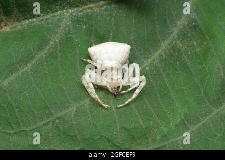 Thomisus spectabilis, auch bekannt als die weiße Krabbenspinne oder australische Krabbenspinne, Satara, Maharashtra, Indien Stockfoto