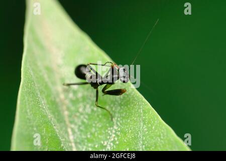 Ameisenmimik, die Mantis preying, Euantissa pulchra, Satara, Maharashtra, Indien Stockfoto