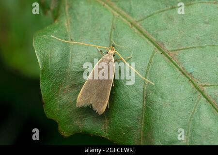 Hellbraune Apfelmotte, Epiphyas postvittana, Satara, Maharashtra, Indien Stockfoto