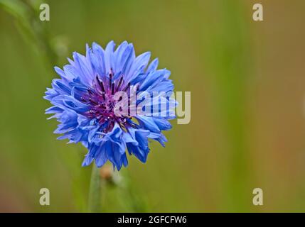Der Bachelors Button centaurea cyanus - Cornflowersmedizinische Pflanze. Stockfoto