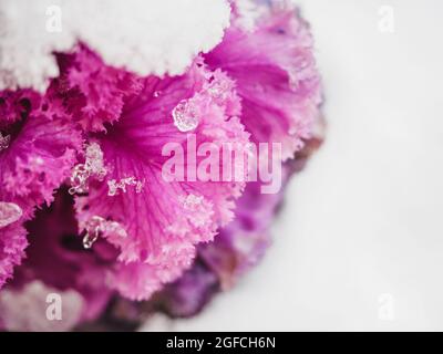 Die purpurrote Blütenknospe ist mit Schnee bedeckt. Die pittoreske lila Pflanze im Garten ist mit dem ersten Schnee bedeckt. Purpurkohl im Winterschnee Stockfoto