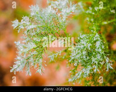 Wassertropfen auf den Blättern Thujas. Schmelzender Schnee oder Tau auf der grünen Thuja mit Wassertropfen, grüner floraler Hintergrund immergrüner Nadelbäume Stockfoto