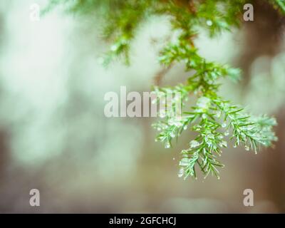 Wassertropfen auf den Blättern Thujas. Schmelzender Schnee oder Tau auf der grünen Thuja mit Wassertropfen, grüner floraler Hintergrund immergrüner Nadelbäume Stockfoto