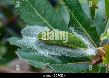 Charaxes jasius. Gehörnte Raupe Stockfoto