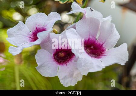 Pandorea jasminoides. Lauber der Schönheit Stockfoto