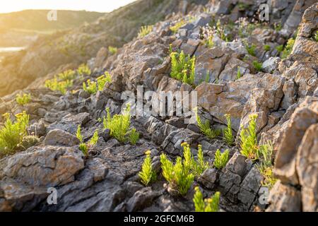 Goldene Samphire oder Limbarda crithmoides gelbe Blumen blühen auf den Klippen bei Sonnenuntergang in Wales, Großbritannien Stockfoto