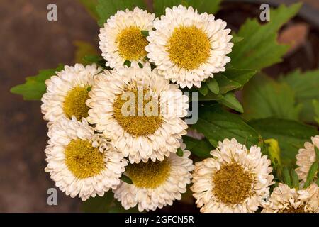 Nahaufnahme Strauß weißer Gänseblümchen-Blume, Bellis perennis, Pune, Maharashtra, Indien Stockfoto