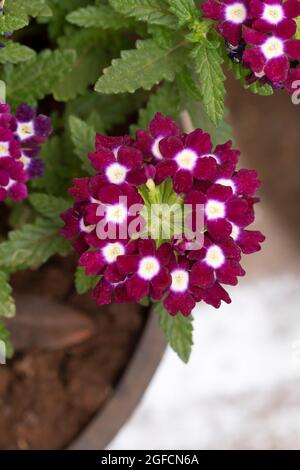 Lila Garten Verbena Draufsicht, Verbena hybrida, Pune, Maharashtra, Indien Stockfoto