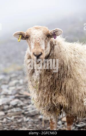 Schafe in den Bergen entlang des PYG Track zum Snowdon Summit, Snowdonia National Park, Wales, Großbritannien Stockfoto