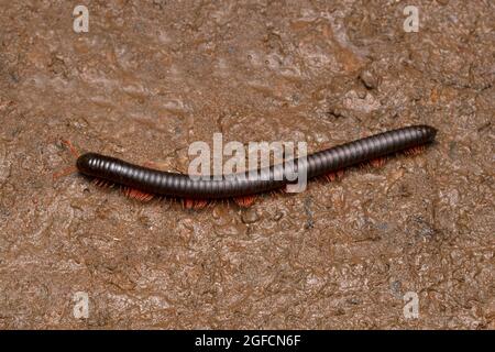 Riesiger afrikanischer Tausendfüßler, Archispirostreptus gigas, Satara, Maharashtra, Indien Stockfoto