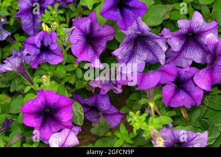 Gruppe hängende Petunien, Petunia atkinsiana, Pune, Maharashtra, Indien Stockfoto