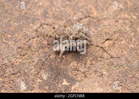 Wolf Spinne trägt ihre Babys auf dem Rücken, Lycosa charmichaeli, Pune, Maharashtra, Indien Stockfoto