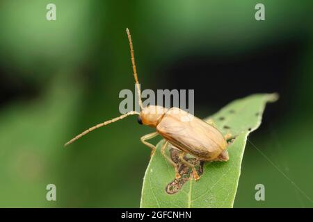 Skeletonisierender Blattkäfer, Monolepta marginella, Satara, Maharashta, Indien Stockfoto