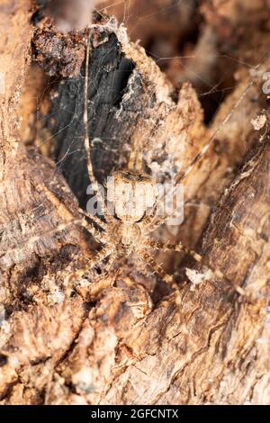 Gabelschwanzspinne, Hersilia caudata, Satara, Maharashtra, Indien Stockfoto