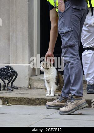 Larry the Cat - Chief Mouser im Kabinett seit 2011 - Treffen mit einigen Gastarbeitern in der Downing Street, August 2021 Stockfoto