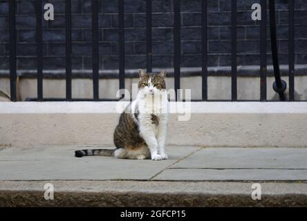 Larry the Cat - seit 2011 Chief Mouser im Kabinett - in Downing Street, August 2021 Stockfoto