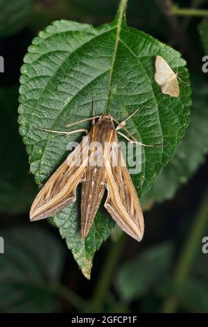 Hawk Motte, Hippotion Cellerio, Satara, Maharashtra, Indien Stockfoto