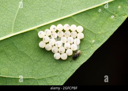 Parasitoid-Chalzidwespe auf Pentatomid-Eiern, Eurytomidae, Satara, Maharashtra, Indien Stockfoto