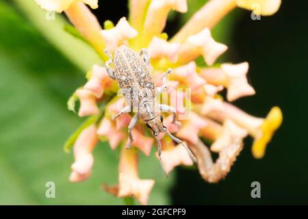 PEA-Blattkäfer, Sitona lineatus, Satara, Maharashtra, Indien Stockfoto