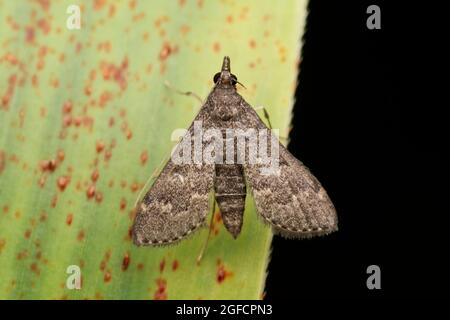 Herpetogramma licarsisalis, der Graswebwurm oder tropischer Graswebwurm, eine Motte aus der Familie der Crambidae Stockfoto