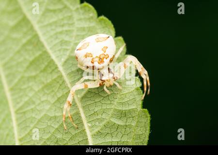 Weiße Krabbenspinne, Thomisus spectabilis, Rückenmarder der Luchsspinne im Affengesicht, Hamatailwa grisea, Satara, Maharashtra, Indien Stockfoto