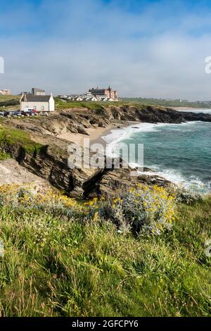 Wildblumen Cinereria saxifraga wächst an der zerklüfteten Küste rund um den abgelegenen Little Fistral Beach in Newquay in Cornwall. Stockfoto