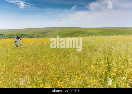 Ein Urlauber, der durch ein Blumenfeld auf West Pentire in Newquay in Cornwall spazierengeht. Stockfoto