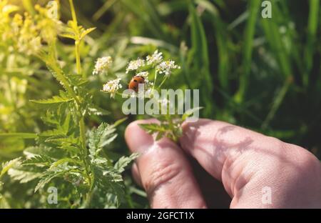 Die Hand hält eine wilde Blume mit einem Marienkäfer. Ein schönes Insekt auf einer Sommerwiese. Nahaufnahme Stockfoto