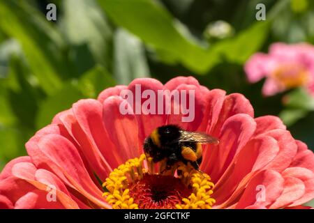 Hummel auf einer schönen Blume, sammelt Pollen und bestäubt Pflanzen Stockfoto