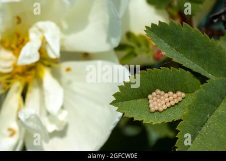 Schmetterlingseier auf einem Rosenblatt. Blütenschädlinge, Schmetterlingslarven werden bald erscheinen Stockfoto