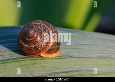 Die Schnecke sitzt auf einem grünen Blatt, Nahaufnahme Makroaufnahme. Stockfoto