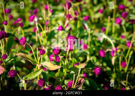 Vila Nova De Gaia, Portugal. August 2021. Ein Blick auf ein Feld von Globe Amaranth in Cantino das Aromáticas. Kredit: SOPA Images Limited/Alamy Live Nachrichten Stockfoto