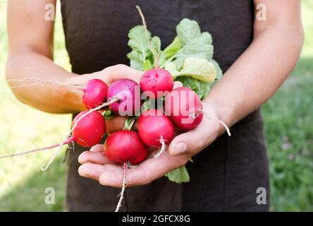 Landwirt hält frischen Rettich in den Händen auf dem Bauernhof. Männer Hände halten frisch Büschel Ernte. Gesunde Bio-Lebensmittel, Gemüse, Landwirtschaft, Nahaufnahme Stockfoto