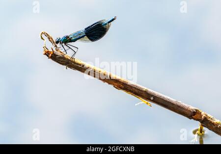 Männlicher gebänderter Demoiselle, Calopteryx splendens, Damselfliege, die auf einem Stock im Chesterfield Canal, Großbritannien, thront Stockfoto