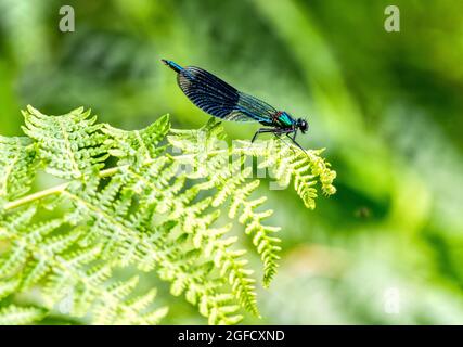 Männchen gebänderte Demoiselle, Calopteryx splendens, Damselfliege auf einem Blatt, Chesterfield Canal, Großbritannien Stockfoto