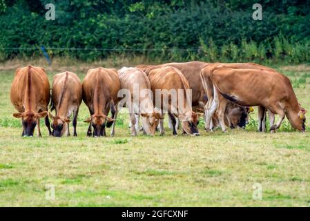 Eine Gruppe brauner Kühe, die alle mit dem Kopf auf Gras grasen. Scofton, Notinghamshire, Großbritannien Stockfoto