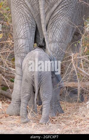 Elefant (Loxodonta africana), Mutter und Kalb von hinten. South Luangwa National Park, Sambia, Afrika Stockfoto