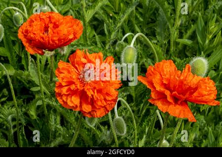 Die Blume ist ein wunderschöner dunkelroter Blumenhintergrund für Entspannung und Design und heißt Aquilegia Stockfoto