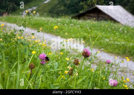 Scheune und Almwiese bei Underhiisren im Lütschental oberhalb von Grindelwald, Berner Oberland, Schweiz: Wildblumen im Vordergrund Stockfoto