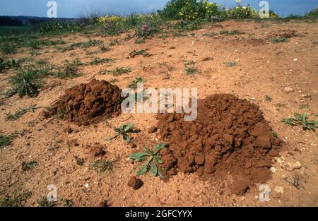 Erdhügel der blinden Maulwurfratte im Nahen Osten Stockfoto