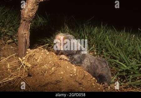 Blinde Maulwurfratte aus dem Nahen Osten Stockfoto