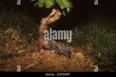 Blinde Maulwurfratte aus dem Nahen Osten Stockfoto